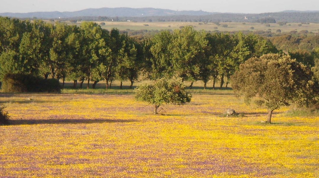 Freguesia de Torre de Coelheiros